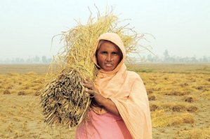 Indian rice farmer [photo credit: ccafs.cgiar.org]